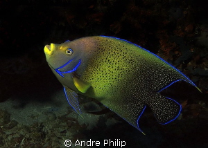 Koran Angelfish by Andre Philip 